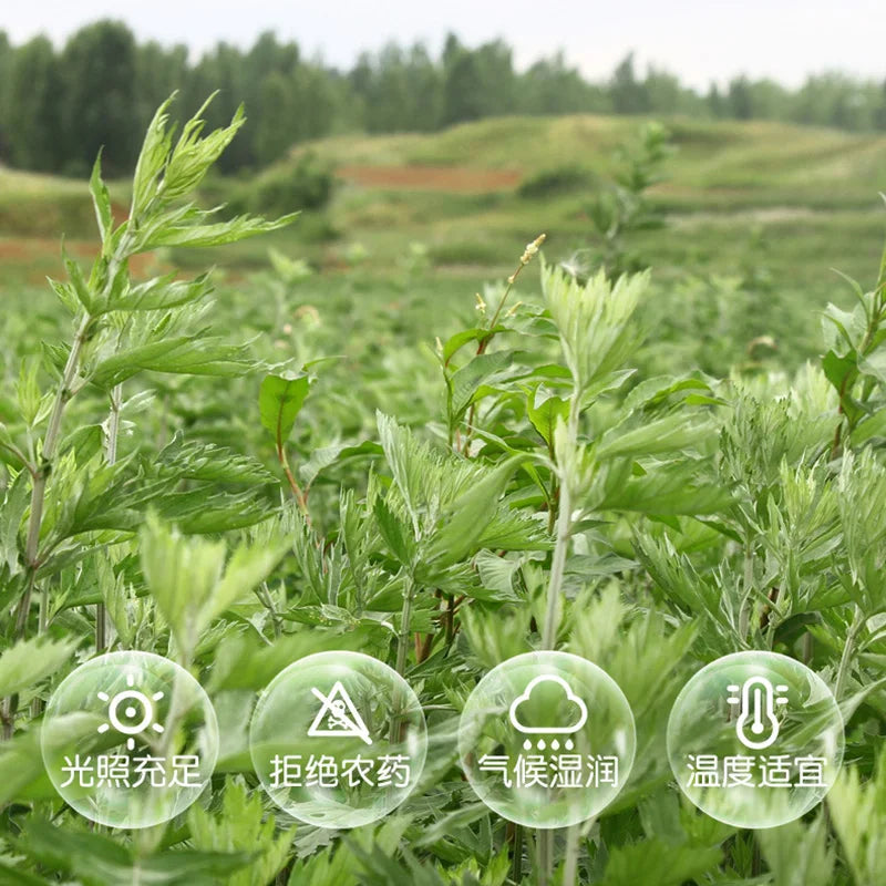 4 Bottles Pure Nature Mugwort Extraction Scraping Essential Oil Moxa Artemisa Oils Massager Enhance Moxibustion's Effect