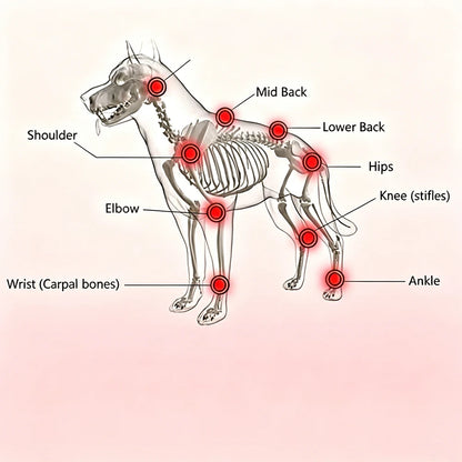 Pet Care Home Use Infrared Red Light Therapy Belt Wrap for Dogs Cats