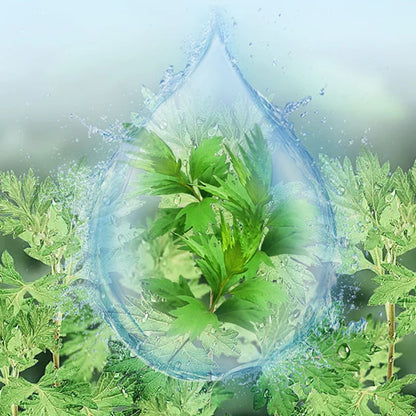5 Bottles Pure Wild Wormwood Scraping Essential Oil Mugwort Extraction Enhance Moxibustion's Effect Meridian Massage Oils Health