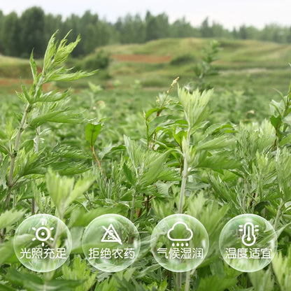 4 Bottles Pure Nature Mugwort Extraction Scraping Essential Oil Moxa Artemisa Oils Massager Enhance Moxibustion's Effect